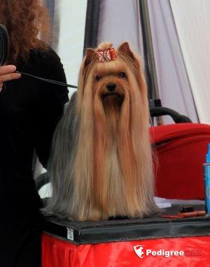 GALLANA ARISTOS IRREPRESSIBLE ENERGY