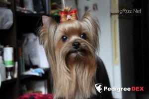 MY ANGEL JASNA JAGODKA