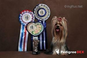 GLAMOUR GALAXY CHERUTTY MEDZHIK TACH