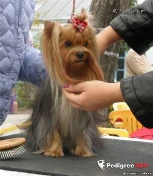 GLAMOUR GALAXY APPLEBEES