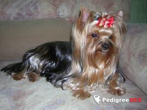 GLAMOURE COUTURE S'IL VOUS PLAIT