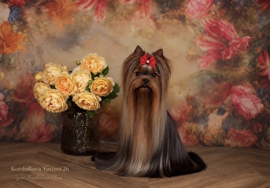 PRIMAVERA INCANTA RENESSMI &mdash; Labaza DogPedigree YorkshireTerrier
