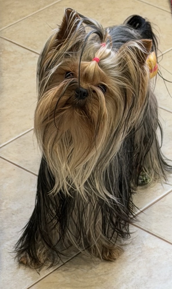 PRIMAVERA INCANTA TIARA CHERRY &mdash; Labaza DogPedigree YorkshireTerrier