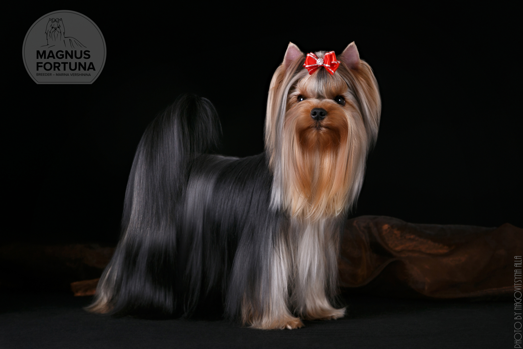 MAGNUS FORTUNA MAGNUS FORTUNA TEYRINA — Labaza DogPedigree YorkshireTerrier