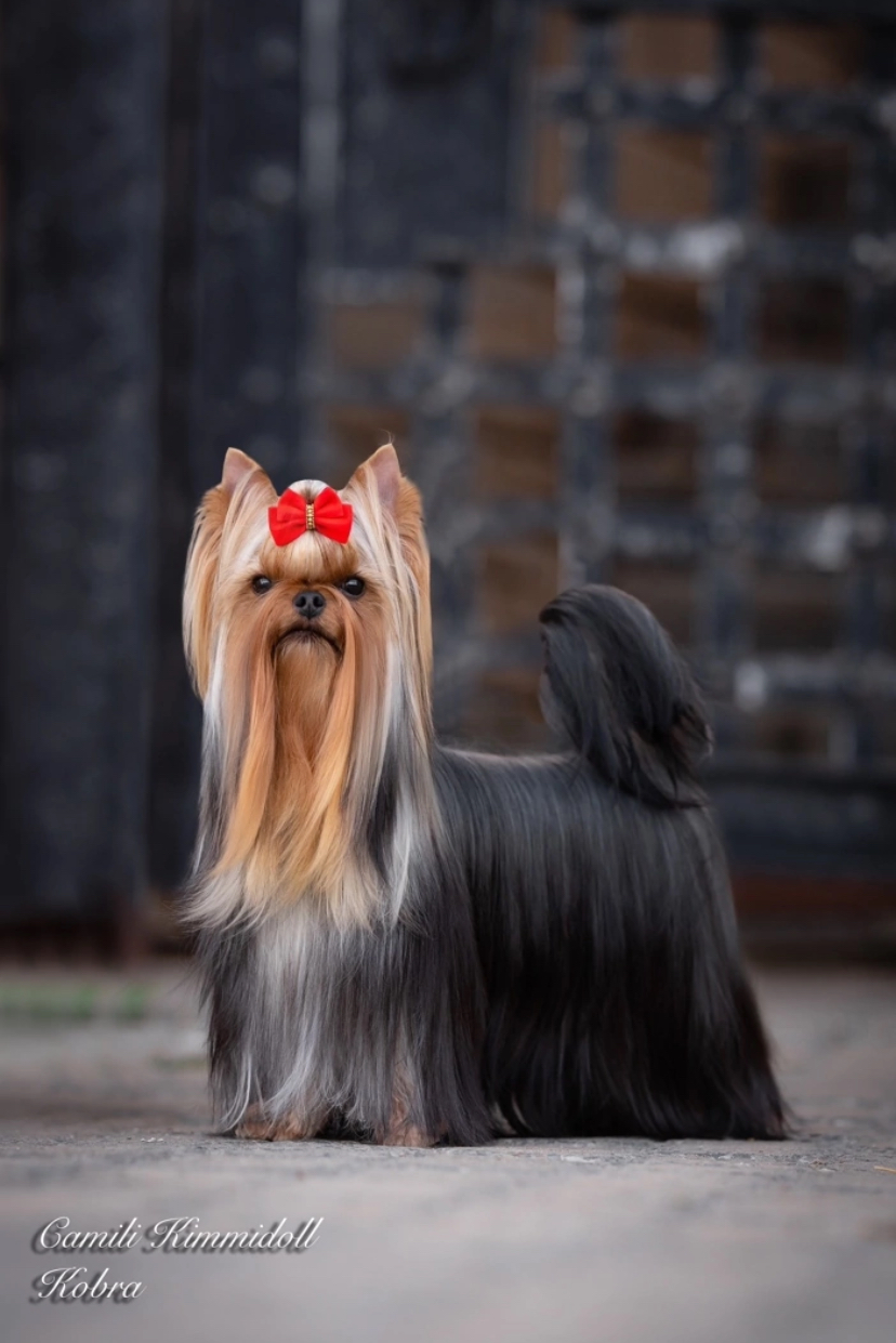 Camili Kimmidoll — Labaza DogPedigree YorkshireTerrier