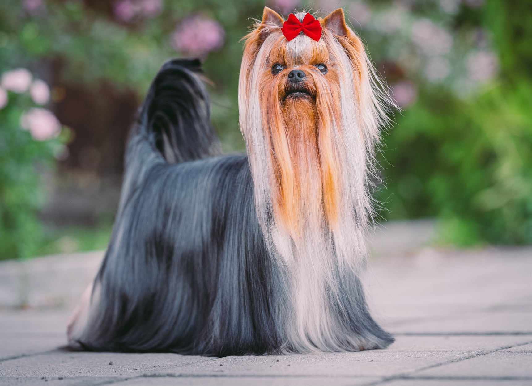 Silk Paradise SILK PARADISE NEUTRON STAR — Labaza DogPedigree YorkshireTerrier