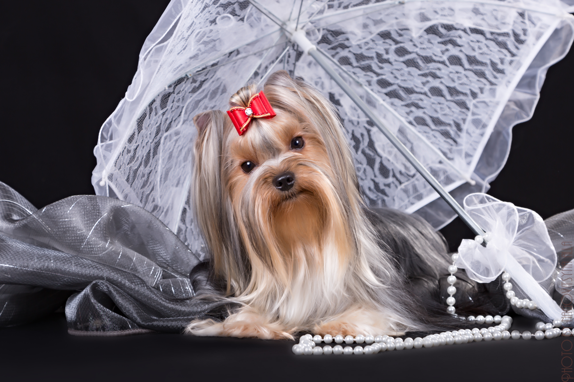 YAFINA FUNNY FACE — Labaza DogPedigree YorkshireTerrier