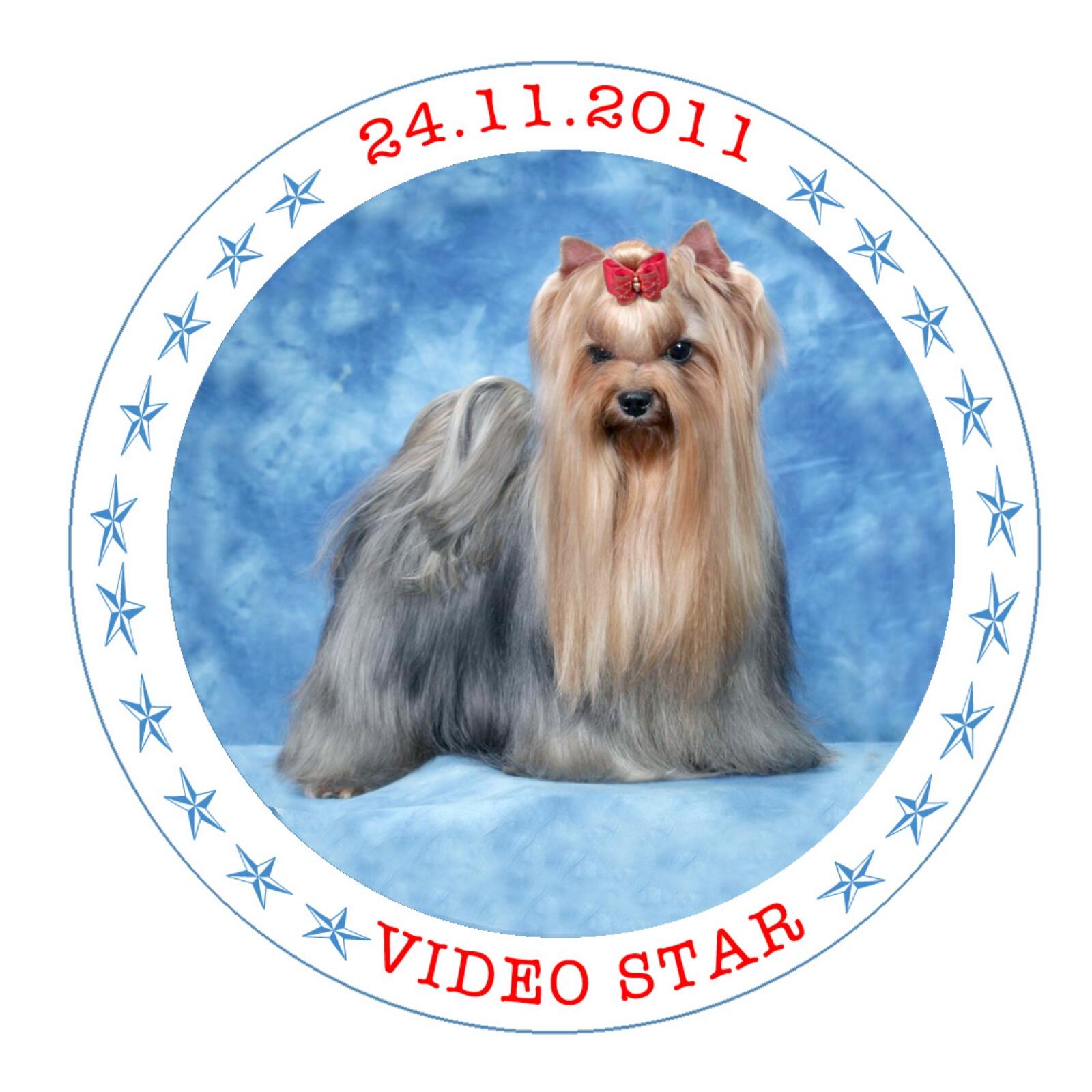 VideoStar — Labaza DogPedigree YorkshireTerrier