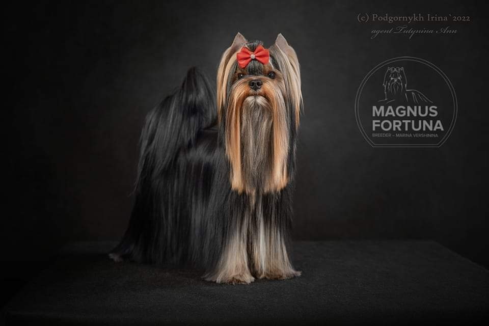 MAGNUS FORTUNA MAGNUS FORTUNA STAR WAY ELIZABETH — Labaza DogPedigree YorkshireTerrier