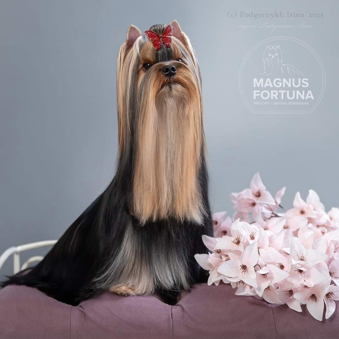 MAGNUS FORTUNA MAGNUS FORTUNA MARILYIN FOX — Labaza DogPedigree YorkshireTerrier