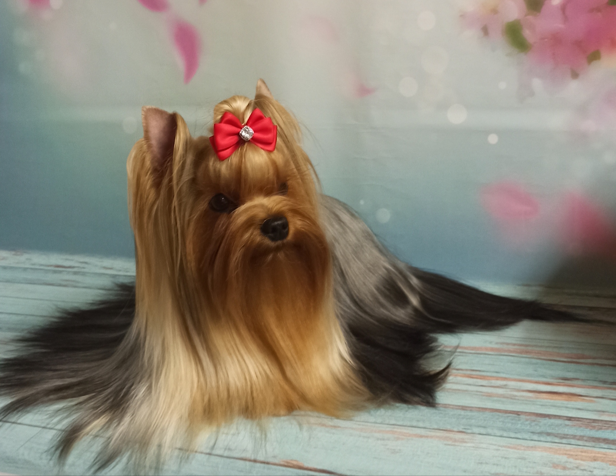 ODRI OLSEN — Labaza DogPedigree YorkshireTerrier