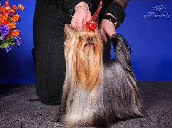  ROYAL TALISMAN EURO MILLIONAIRE — Labaza DogPedigree YorkshireTerrier