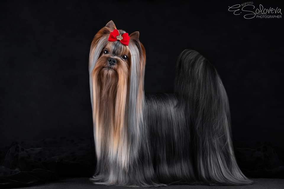 ELEGANT BAUBLES FORCE MAJEURE — Labaza DogPedigree YorkshireTerrier