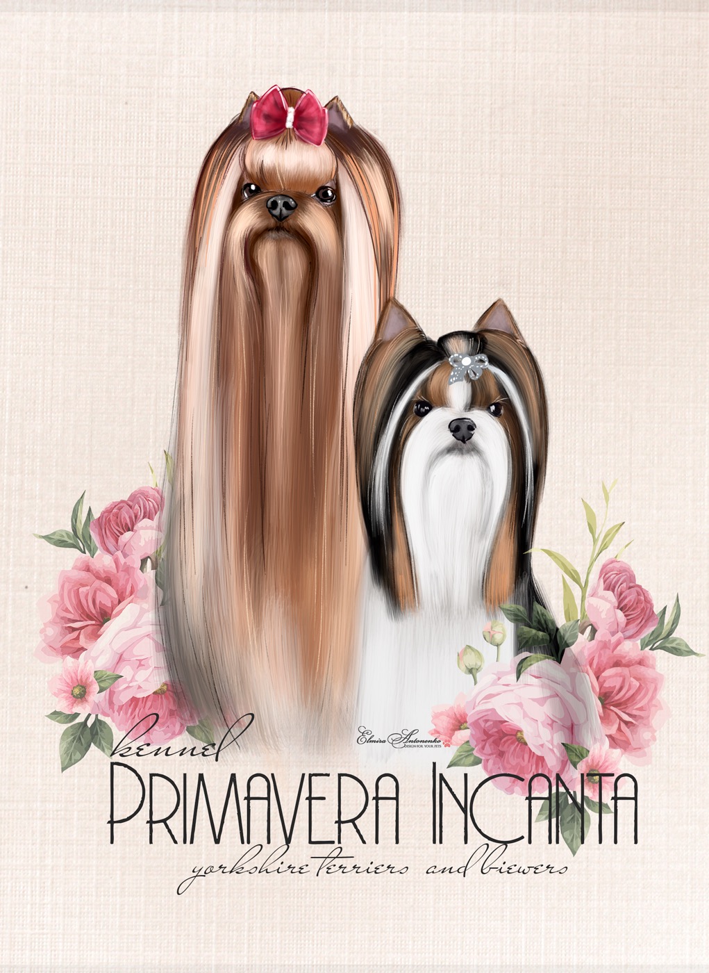 Primavera_Incanta — Labaza DogPedigree YorkshireTerrier