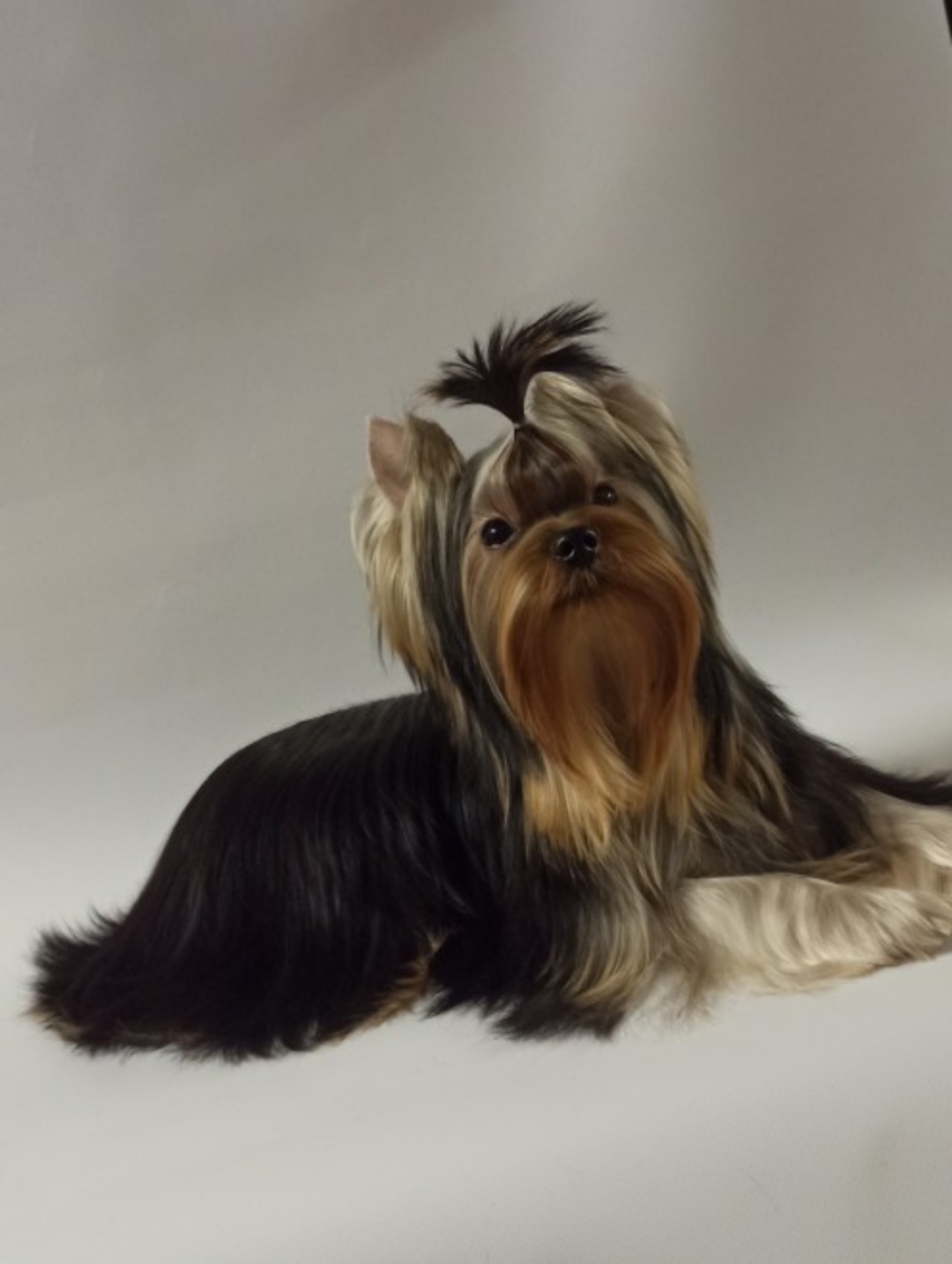  AMULET CENTARIO MIKADO — Labaza DogPedigree YorkshireTerrier