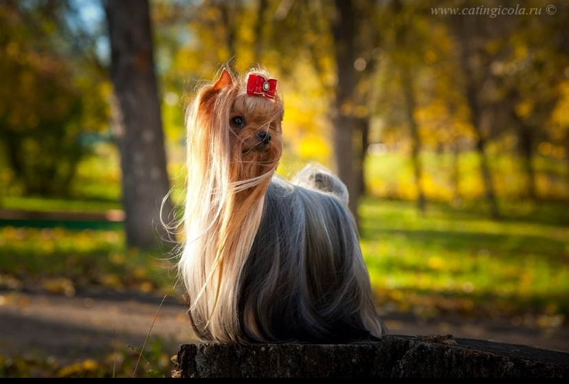  SCHASTLIVY MIR CENTURION — Labaza DogPedigree YorkshireTerrier