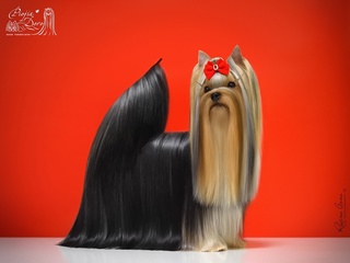  CAMILI JOLIE DOLL — Labaza DogPedigree YorkshireTerrier