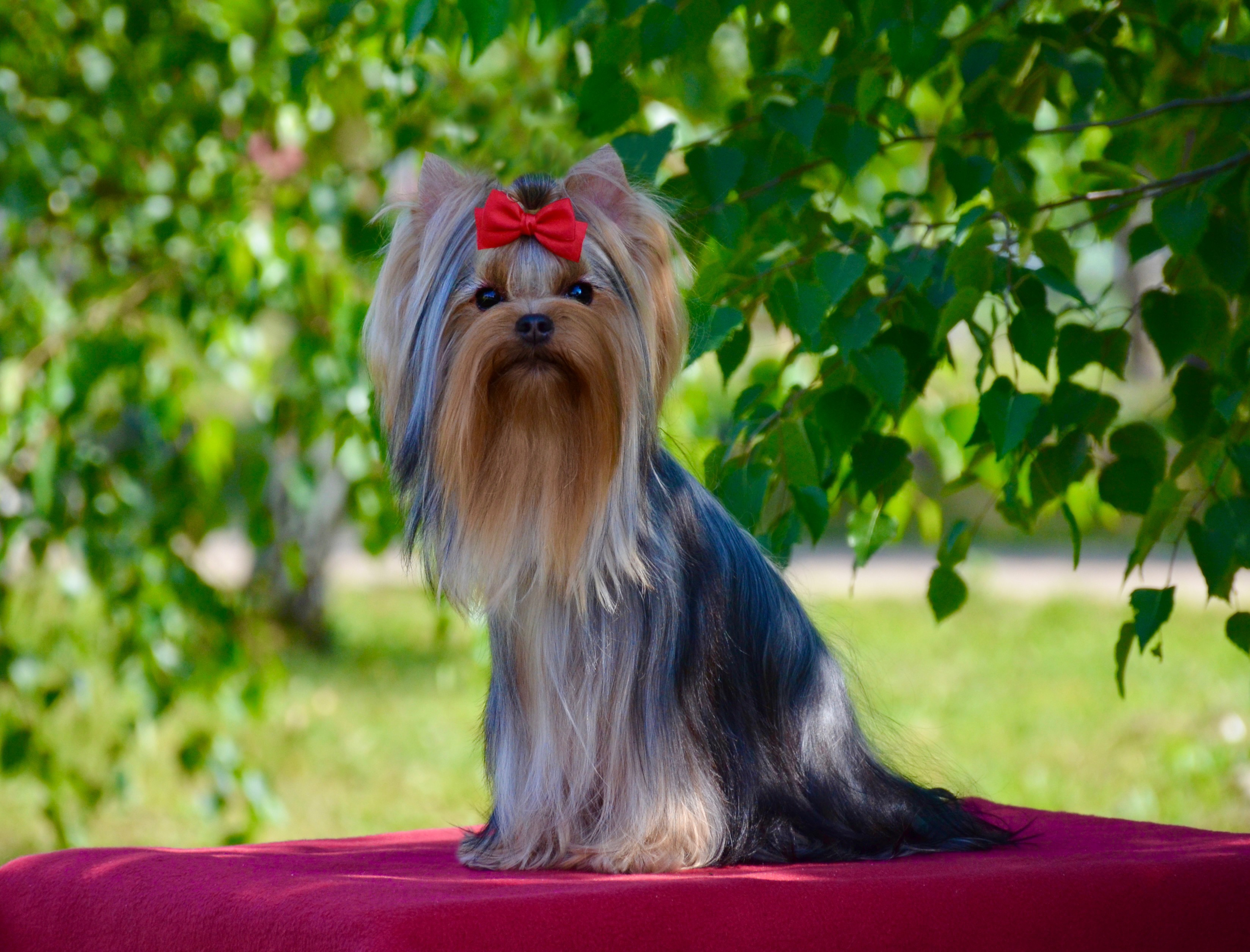  Germiona Bell De Luxe — Labaza DogPedigree YorkshireTerrier