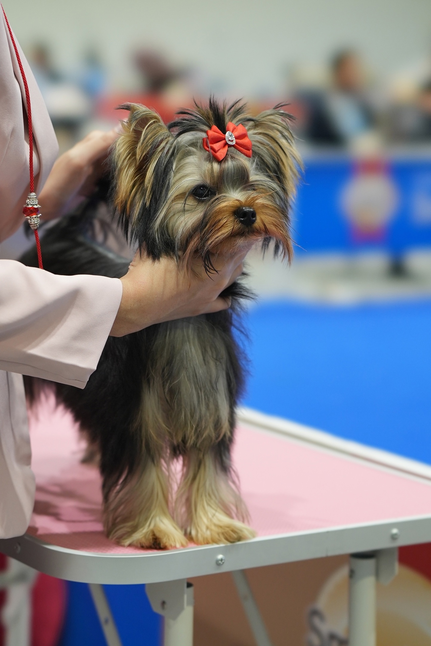 PIOJIA DORO PIOJIA DORO NEW DIAMOND FOR ME — Labaza DogPedigree YorkshireTerrier