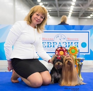 starqueen — Labaza DogPedigree YorkshireTerrier