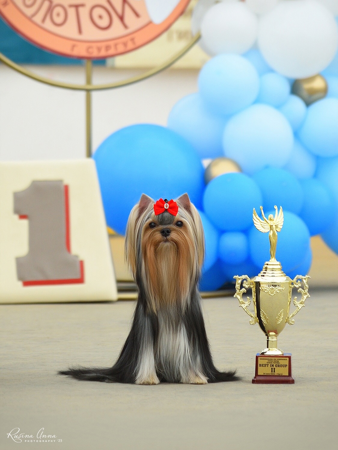  PIOJIA DORO QUEEN OF MY HEART — Labaza DogPedigree YorkshireTerrier