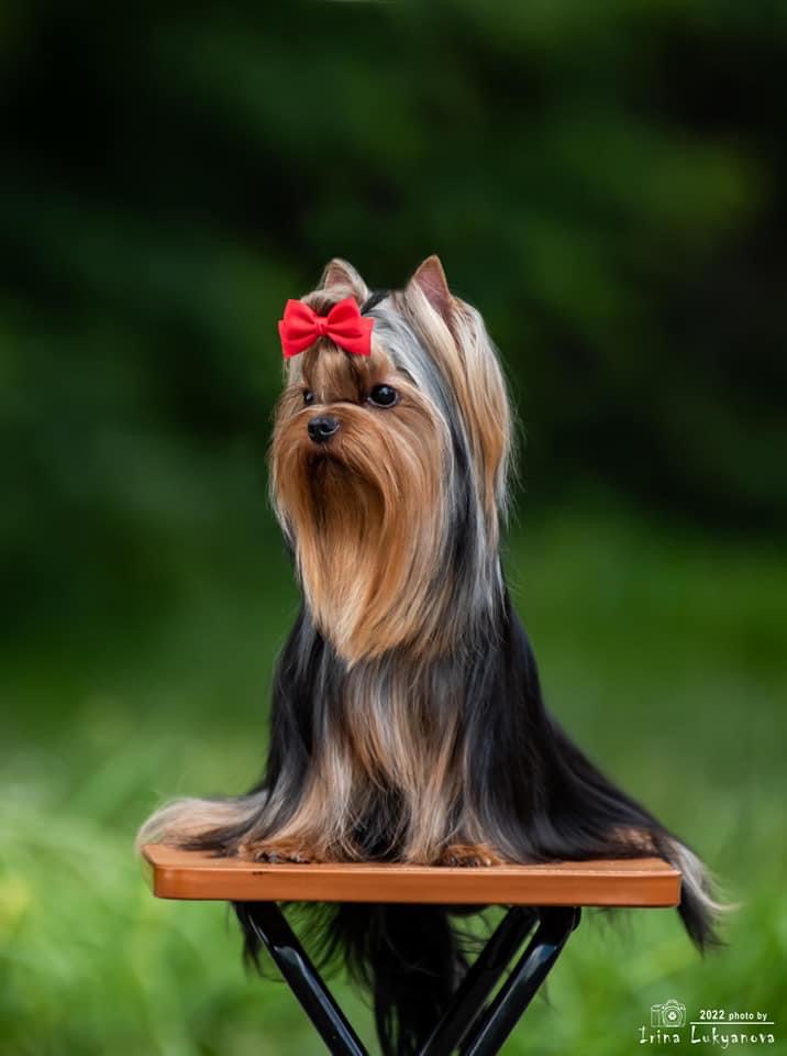  Garri Potter Amore Bravo — Labaza DogPedigree YorkshireTerrier