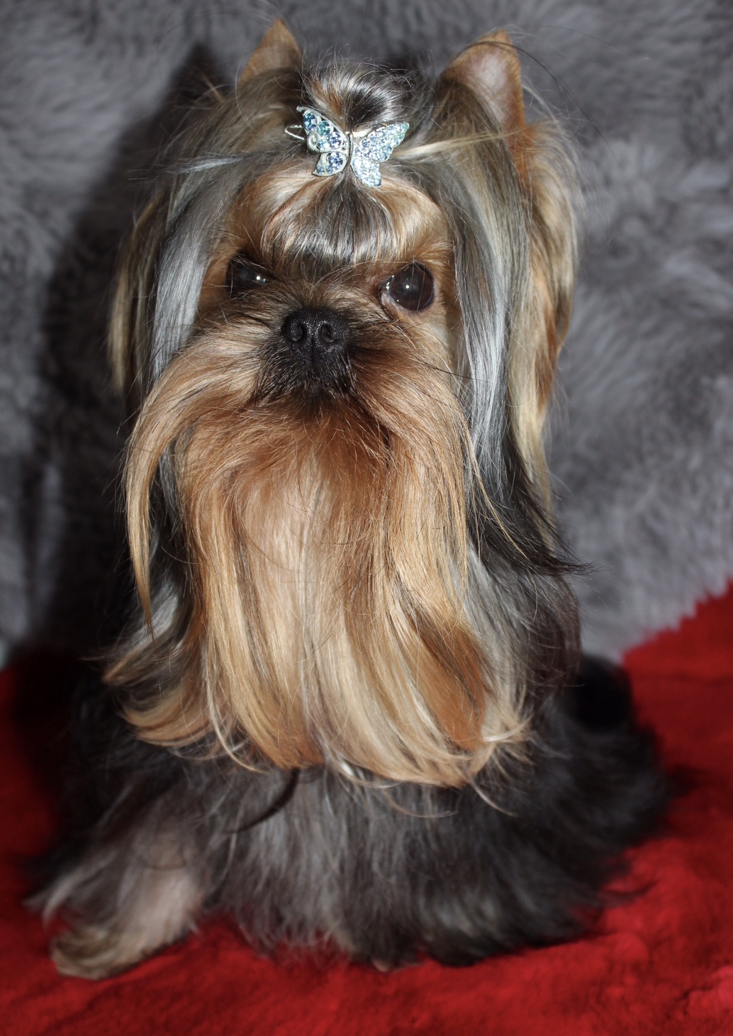  SILVER FLAME WAY TO GO — Labaza DogPedigree YorkshireTerrier