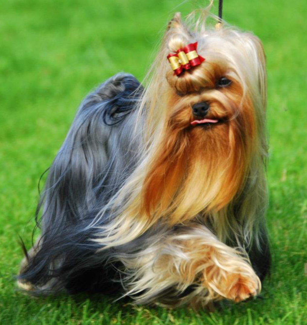 Silverflame — Labaza DogPedigree YorkshireTerrier