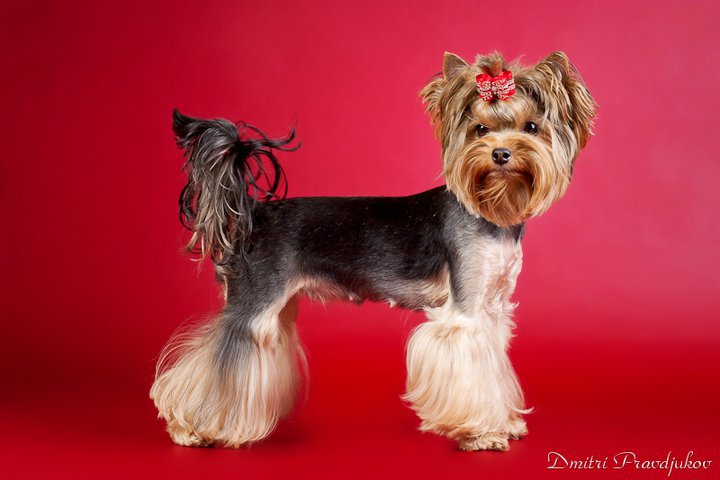  SILVER FLAME MIDNIGHT FANTASY — Labaza DogPedigree YorkshireTerrier