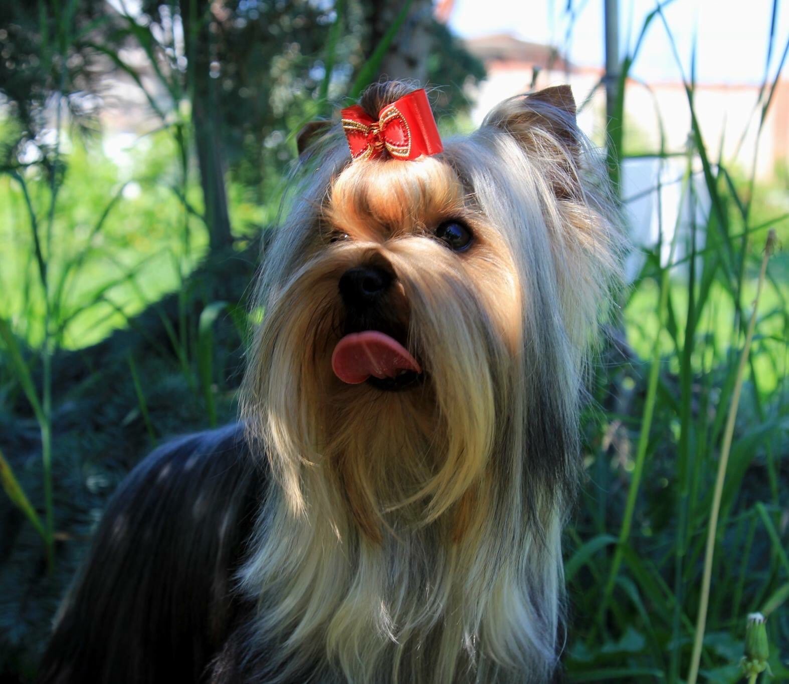 Schastlivy Mir Magnifique — Labaza DogPedigree YorkshireTerrier