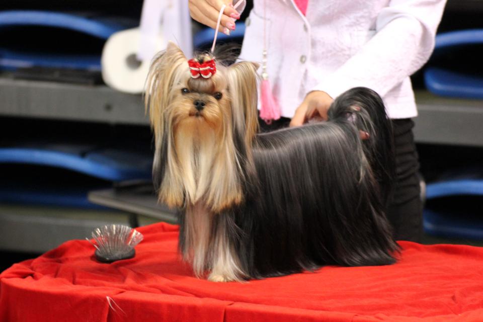 Silver flame SILVER FLAME IS MY NAME — Labaza DogPedigree YorkshireTerrier