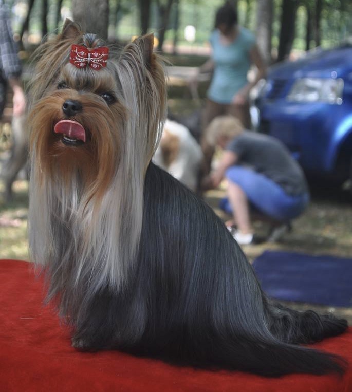 SILVER FLAME ONE AND ONLY — Labaza DogPedigree YorkshireTerrier