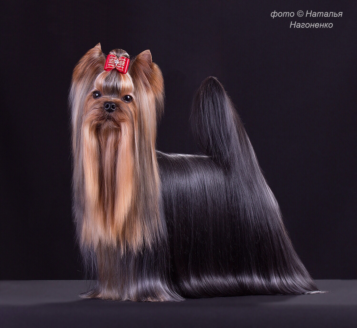  HUNDERWOOD HERITAGE — Labaza DogPedigree YorkshireTerrier