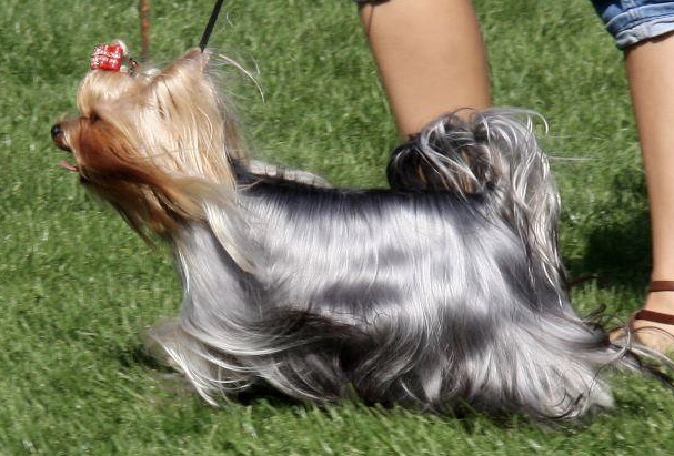 SILVER FLAME VELVET NIGHT — Labaza DogPedigree YorkshireTerrier