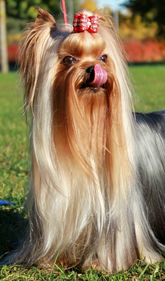 SHARMNATAN'S MAJESTIC STYLE — Labaza DogPedigree YorkshireTerrier