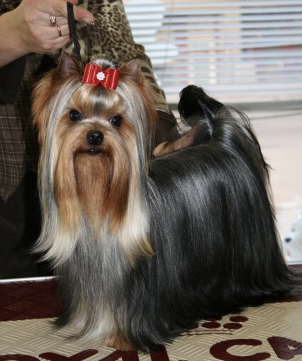 DURRER'S DIESEL POWER — Labaza DogPedigree YorkshireTerrier