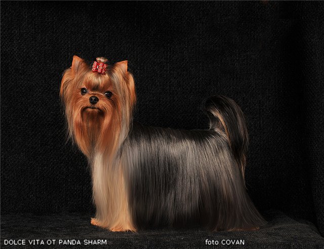 DOLCE VITA OT PANDA SHARM — Labaza DogPedigree YorkshireTerrier