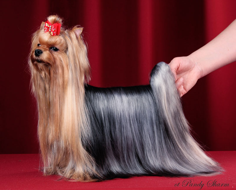 Hearty`s The Sound of Silence — Labaza DogPedigree YorkshireTerrier