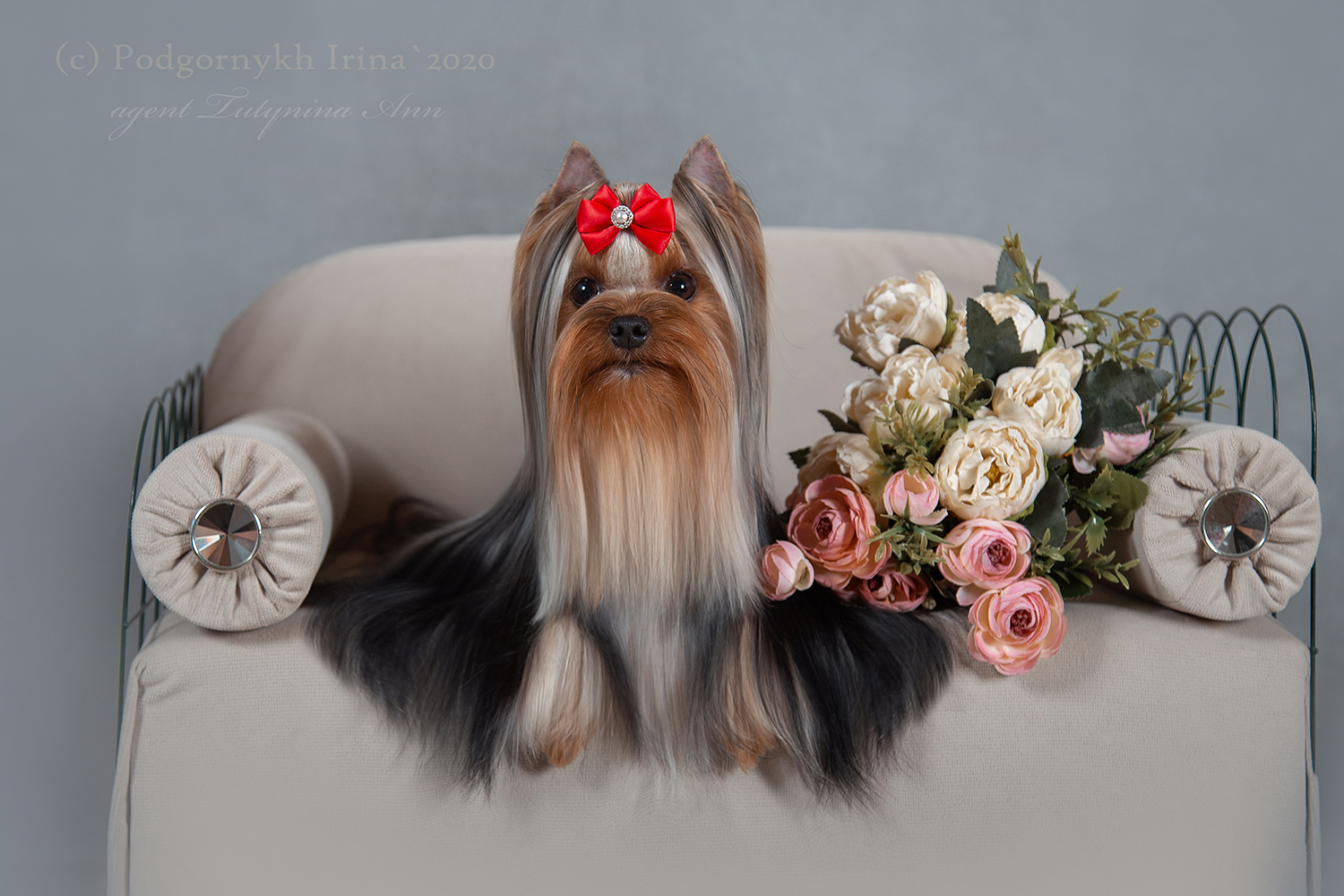  PARADISE COLLECTION LYUTSEFERINA — Labaza DogPedigree YorkshireTerrier