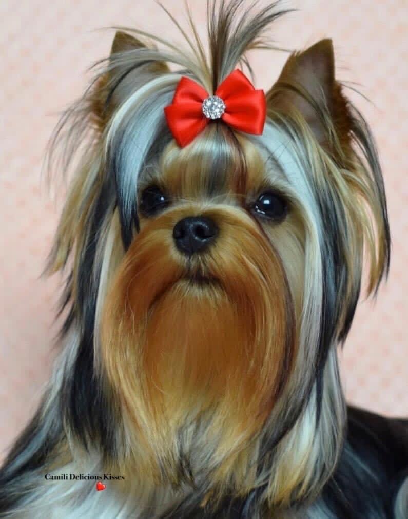 Camili Camili Delicious Kisses — Labaza DogPedigree YorkshireTerrier