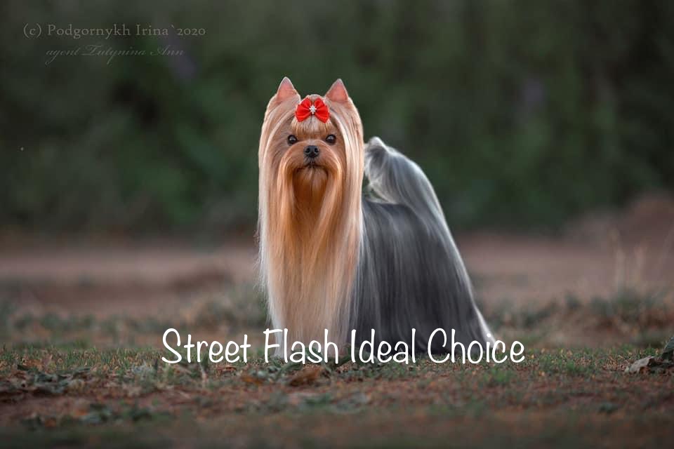 Street flash ideal Choice — Labaza DogPedigree YorkshireTerrier