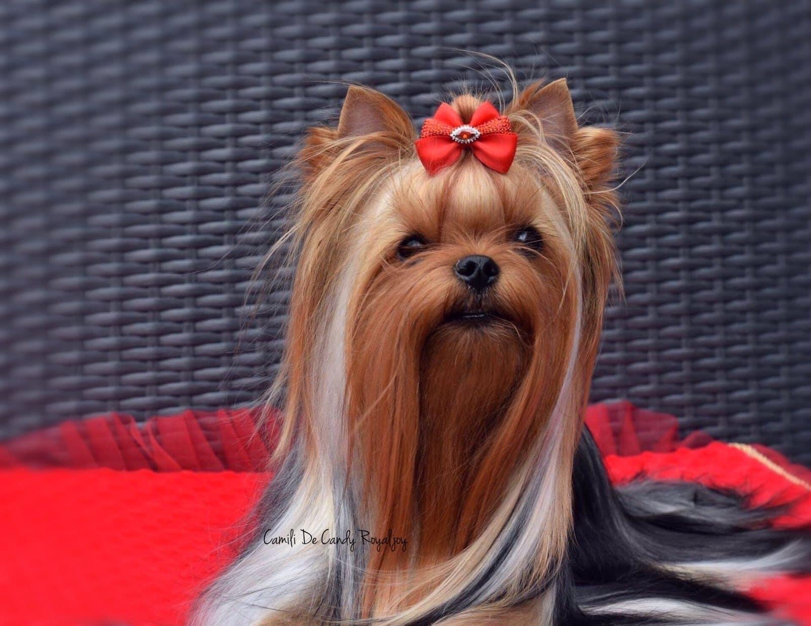 Camili Camili De Candy Royaljoy — Labaza DogPedigree YorkshireTerrier