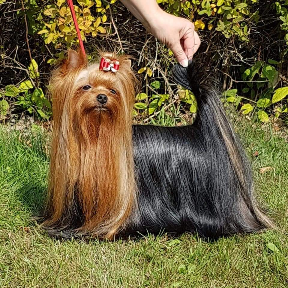 Zue Doggy-Booms Imp Makes History — Labaza DogPedigree YorkshireTerrier