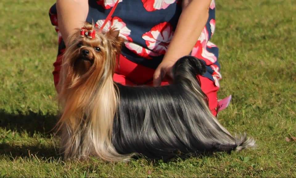 Zue Doggy-Booms Zue Doggy-Booms Keeps A Hot Sheila — Labaza DogPedigree YorkshireTerrier