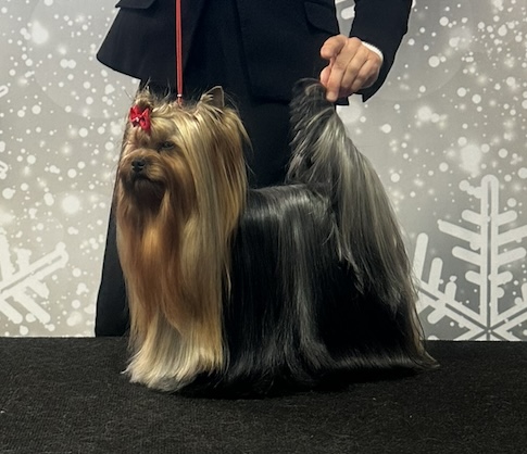 YULIA’S STAR MARK OF SUCCESS — Labaza DogPedigree YorkshireTerrier