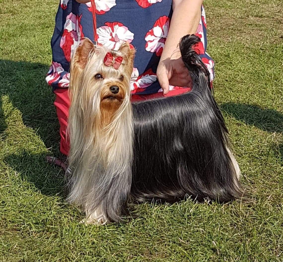 Zue Doggy-Booms Zue Doggy-Booms Oui Il Vaut De L'Or — Labaza DogPedigree YorkshireTerrier