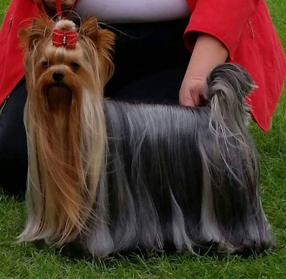 Zue Doggy-Booms Blazing Hot Amore — Labaza DogPedigree YorkshireTerrier