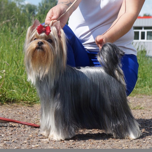  Delegit Fati Honey Sweet — Labaza DogPedigree YorkshireTerrier