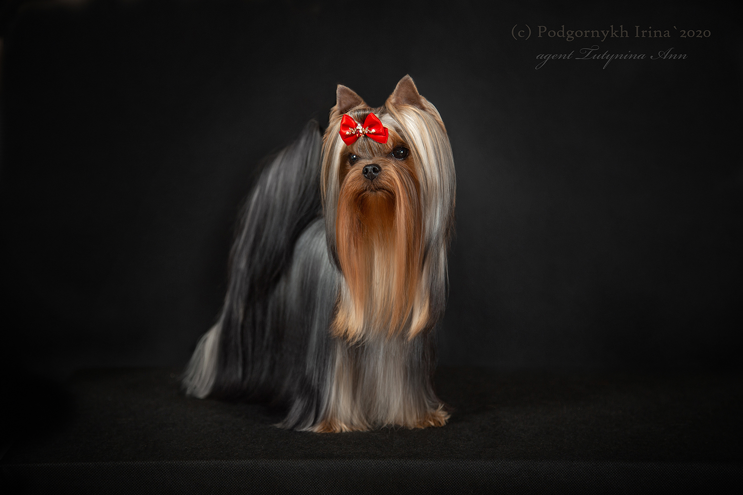 Dar Prise Orientatsiya — Labaza DogPedigree YorkshireTerrier