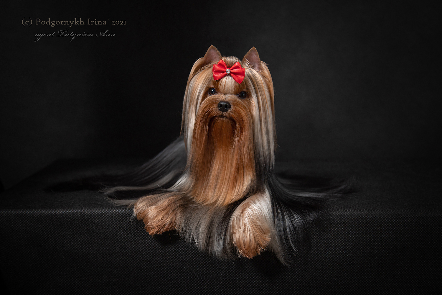  Dar Prise Revolyutsiya — Labaza DogPedigree YorkshireTerrier